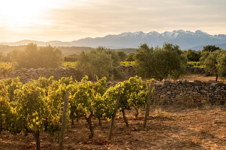 Vignoble ensoleillé du Roussillon avec les Pyrénées en arrière-plan