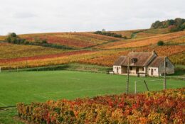 Stade de football amateur entouré de vignobles dans le Vignoble nantais