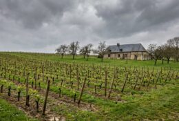 Jeunes vignes plantées dans le bocage normand avec ferme traditionnelle à colombages en arrière-plan