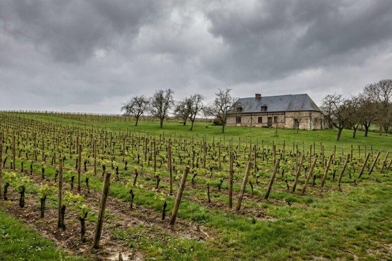 Jeunes vignes plantées dans le bocage normand avec ferme traditionnelle à colombages en arrière-plan