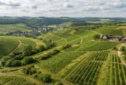 Vignoble moderne sur des collines verdoyantes en Europe du Nord